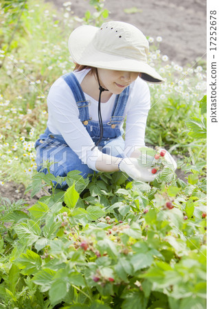 採摘覆盆子 17252678