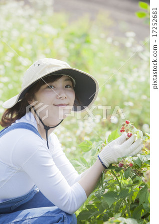採摘覆盆子 採摘覆盆子 17252681