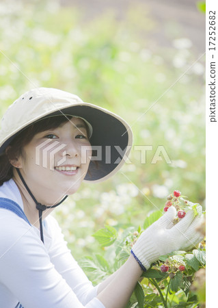 Picking raspberries 17252682