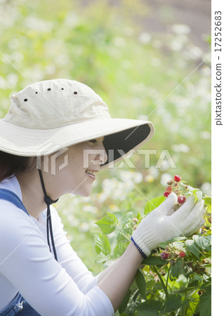Picking raspberries Picking raspberries 17252683