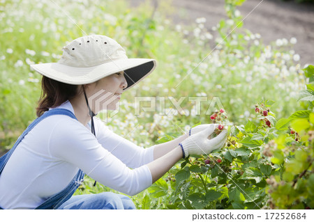 Picking raspberries Picking raspberries 17252684