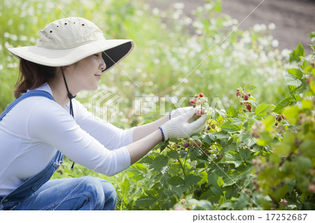 Picking raspberries 17252687
