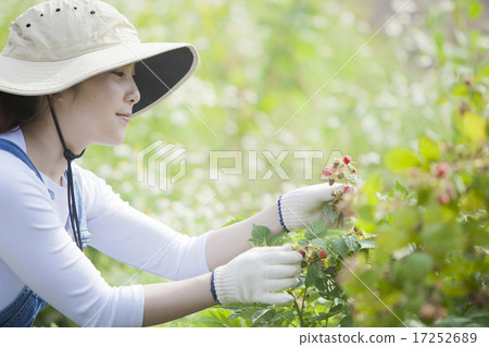 Picking raspberries Picking raspberries 17252689