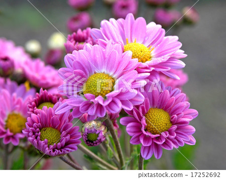 Supuregiku Supuregiku 17252692