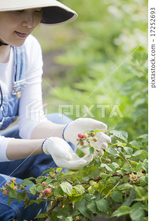 採摘覆盆子 採摘覆盆子 17252693