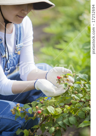 Picking raspberries 17252694