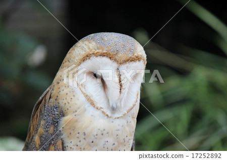 倉owl 倉owl 17252892
