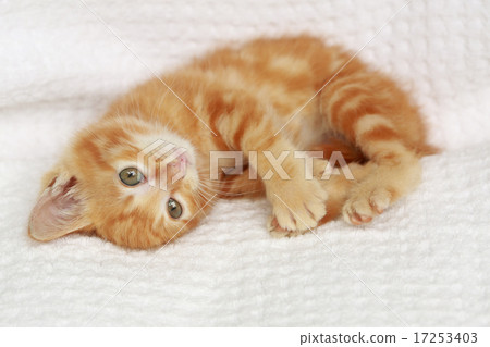 一隻小貓 17253403