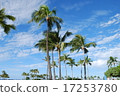 Palm tree stretching in the blue sky of Hawaii 17253780