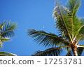 Palm tree growing in the blue sky of Hawaii 17253781