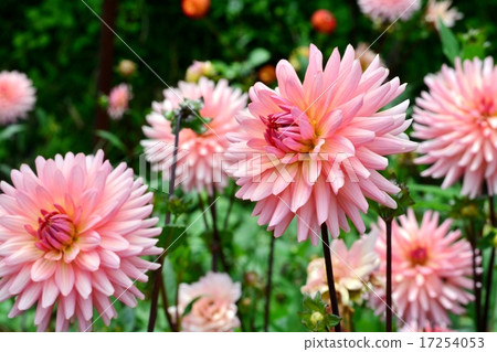 Dahlia 17254053