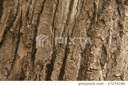 Tree bark texture. Natural background. 17254166