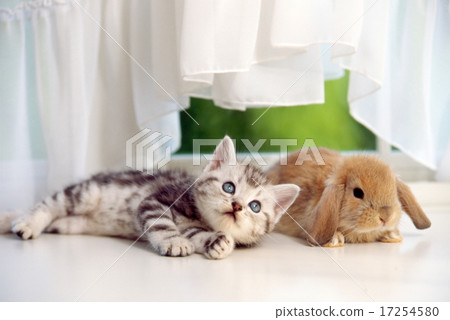 Cute kittens Cute kittens 17254580