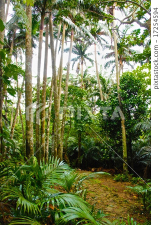 Natural treasure · Yayayama pear community (Maibara / Ishigakijima / Okinawa Prefecture) 17254594