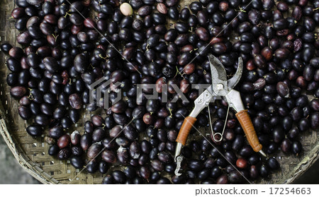 Christ's thorn fruit in pannier, Carissa carandas  17254663