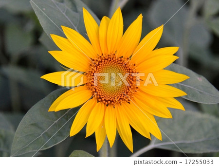 sunflower sunflower 17255033
