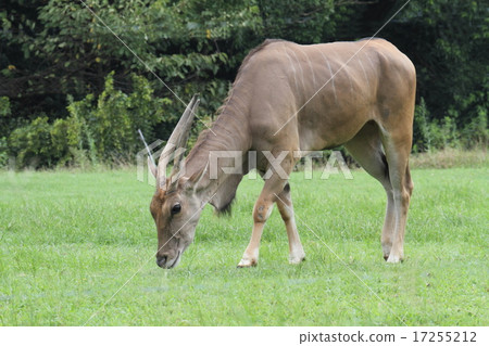 Eland 17255212