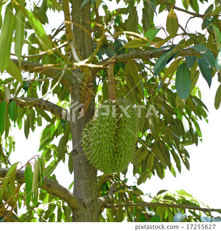 young durian on durian tree young durian on durian tree 17255627