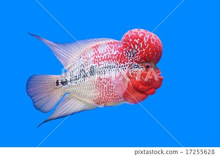 flowerhorn cichlid or cichlasoma fish flowerhorn cichlid or cichlasoma fish 17255628