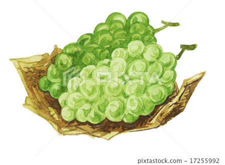 馬斯喀特葡萄 馬斯喀特 水果 17255992