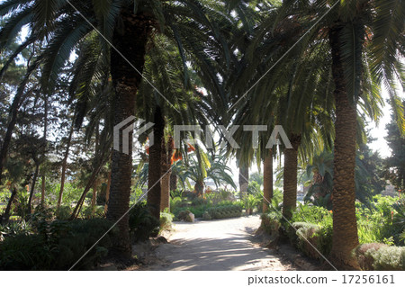 Beautiful palm garden-Carthage-Tunisia 17256161