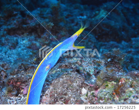 哈娜甲蟲 哈娜甲蟲 17256225