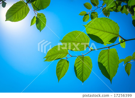 Beautiful green leaves Beautiful green leaves 17256399