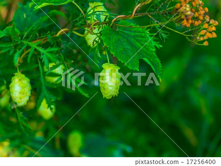 hop cones 17256400