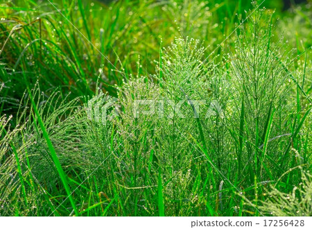 Beautiful green grass  17256428