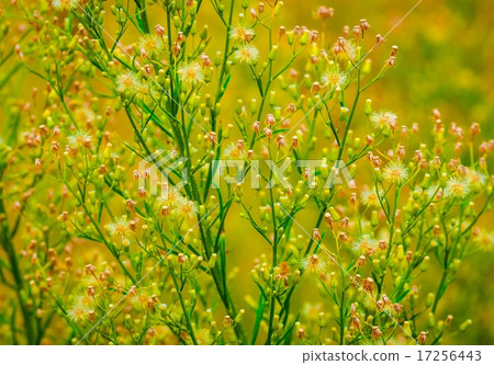 Beautiful green grass  17256443