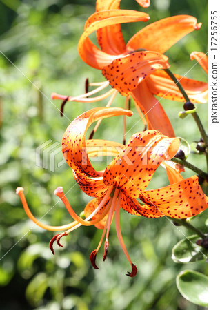 優雅的飯糰 17256755