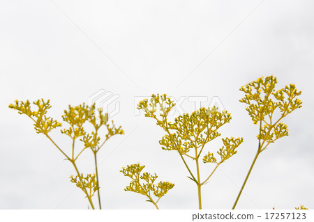 Ominaeshi Ominaeshi 17257123