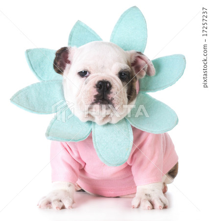 cute puppy cute puppy 17257237