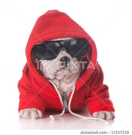 cool dog cool dog 17257239
