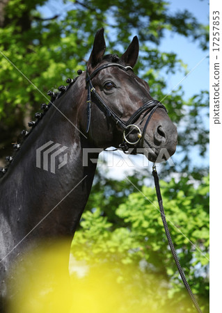 Amazing black dutch warmblood with yellow flowers 17257853