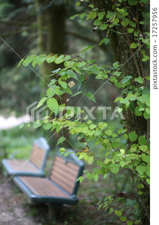 城市森林 城市森林 17257956