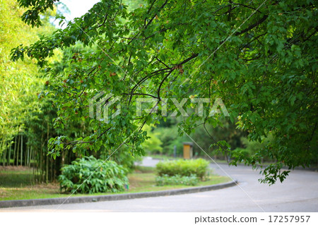 城市森林 城市森林 17257957