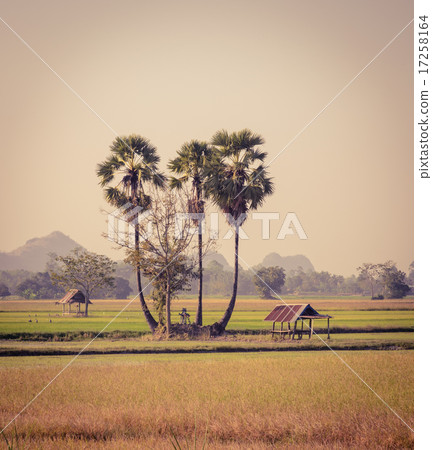 Sugar palm trees and hut on field in Thailand 17258164