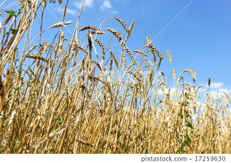 Ripe golden wheat isolated on sky Ripe golden wheat isolated on sky 17259630