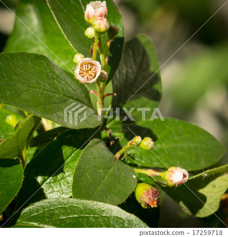 Cotoneaster melanocarpa Cotoneaster melanocarpa 17259718