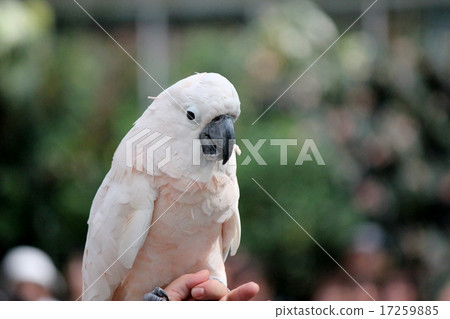 鮭色鳳頭鸚鵡 鮭色鳳頭鸚鵡 17259885