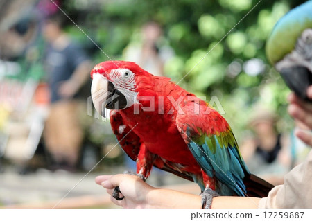 Ruri Macawo Ruri Macawo 17259887