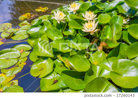 Water lily in pool of water Water lily in pool of water 17260143