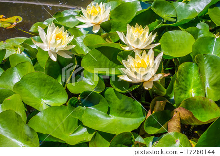 Water lily in pool of water 17260144