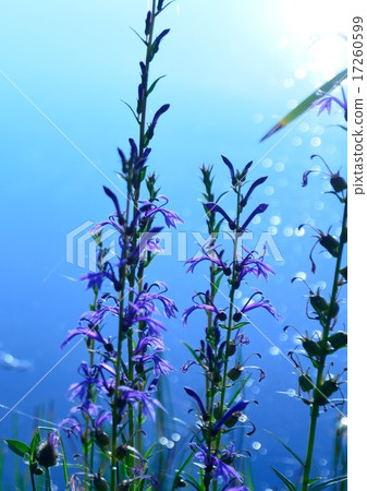 Sawa Kikyo flower 17260599