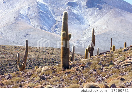 在智利南美洲的安第斯山腳下,一個仙人掌在阿塔卡馬高地海拔3,300米的斜坡上分組 在智利南美洲的安第斯山腳下,一個仙人掌在阿塔卡馬高地海拔3,300米的斜坡上分組 17260781