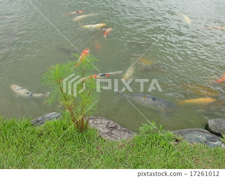 Nishikigoi gathered on the banks of Kunming pond 17261012