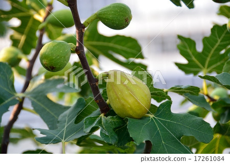 A family garden of fig A family garden of fig 17261084