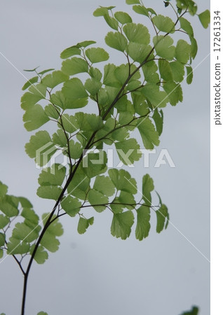 Asian Tam Asian Tam 17261334