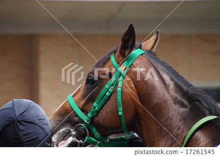 Horse's face Horse's face 17261545